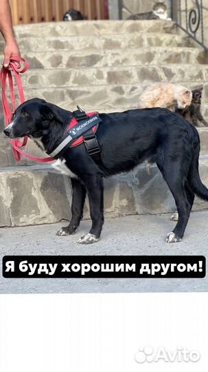 Собака мальчик даром