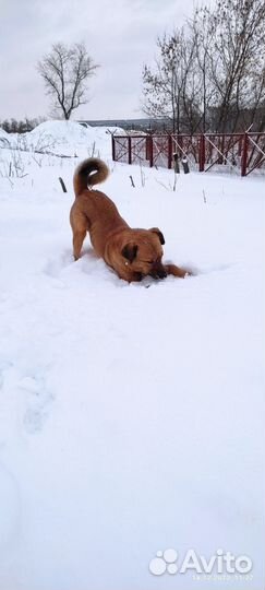 Собака из приюта - очаровательный Рик