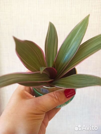 Рео разноцветное. Традесканция покрывальчатая