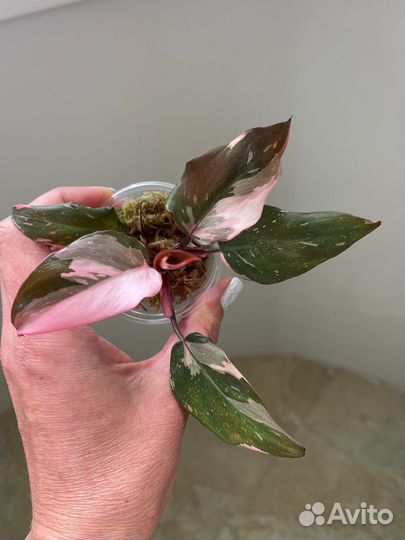 Филодендрон розовая принцесса