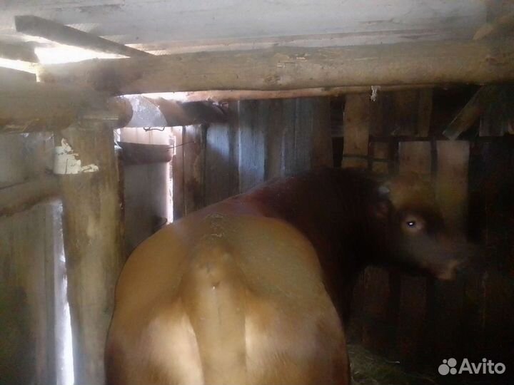 Продам бычков