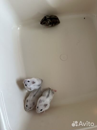 Джунгарский хомяк