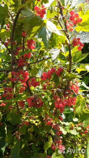 Красная смородина.Крыжовник