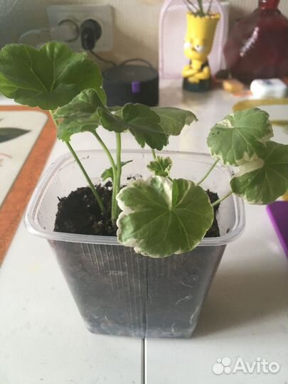 Герань, бегония