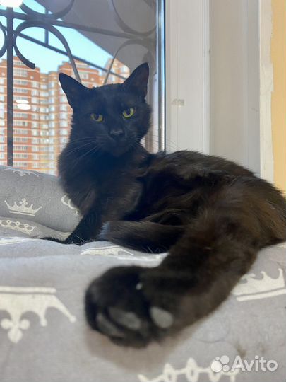 Добрейший и скромнейший котик Сёма ищет дом