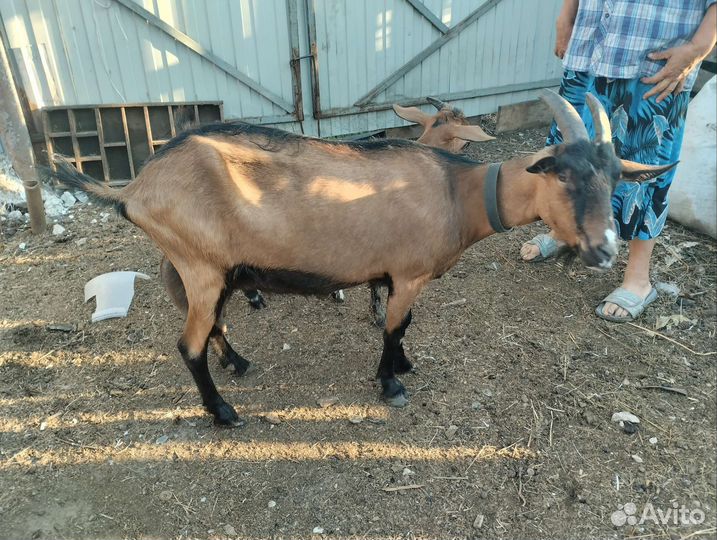 Коза Альпийка