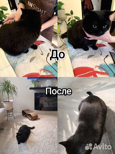 Экспресс линька и вычесывание кошек выезд на дом