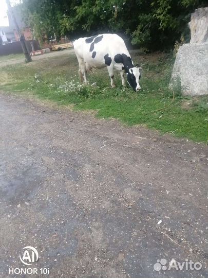 Корова высокоудойная