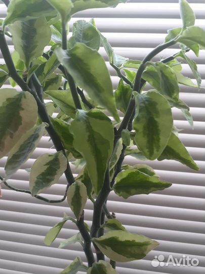 Кротон, крассула, педилантус, фикус, сансевиерия