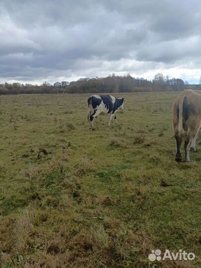 Бычки коровы