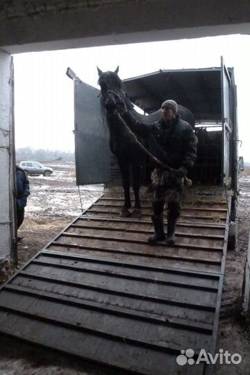 Скотовозы,перевозка,доставка скота,свине,коров,крс