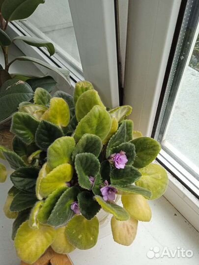 Комнатные цветы