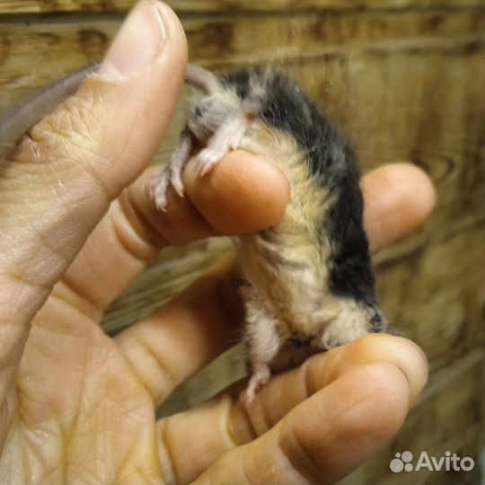 Мыши кудрявые рекс сатин декоративные ручные