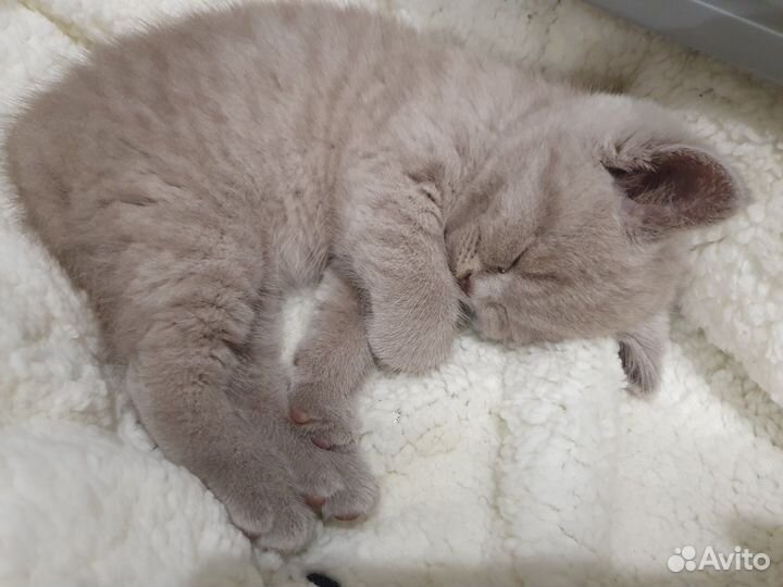 Чистокровные британские котятки