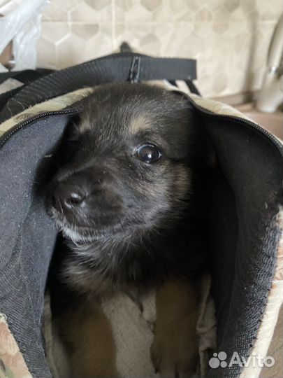 Щенок в добрые руки бесплатно