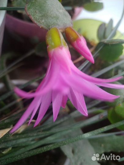 Рипсалидопсис (пасхальник) летний декабрист