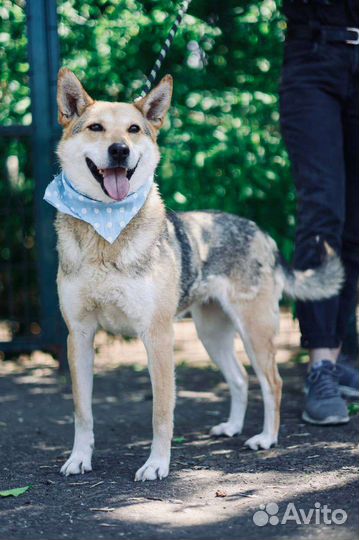 Небольшая собака ждёт свою семью