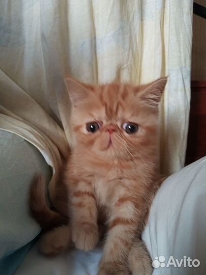 Плюшки-милашки