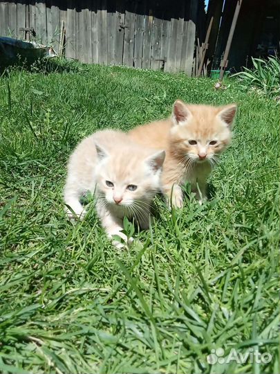 Котята в добрые руки