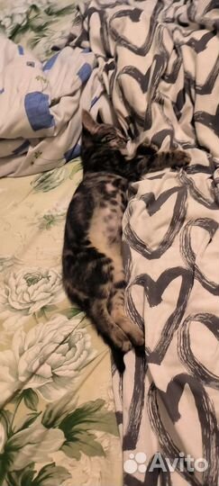 Котенок мальчик бесплатно