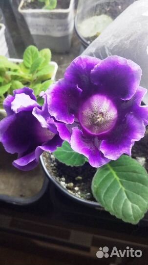 Продам Глоксинии разные сорта