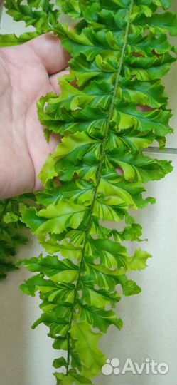 Папоротник дассада вариегатная