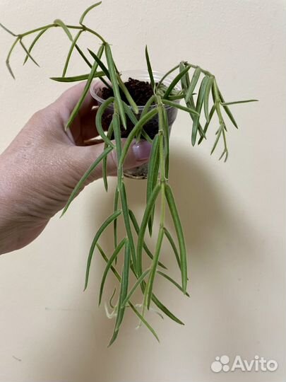 Растения комнатные