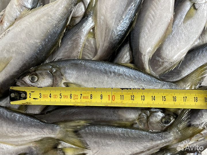 Луфарь Черноморский