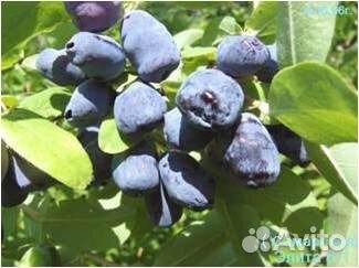 Жимолость съедобная