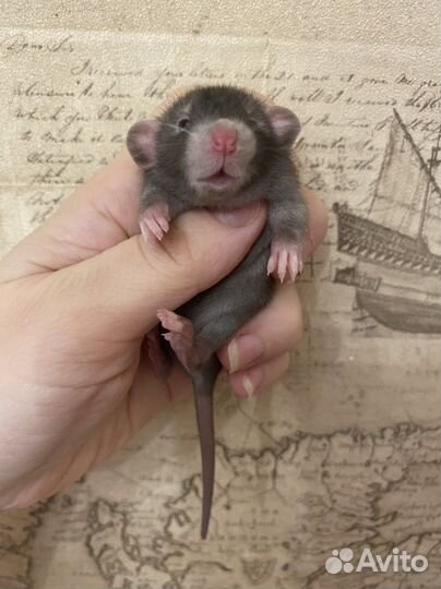 Крысята редкого окраса.крыса devil Дамбо