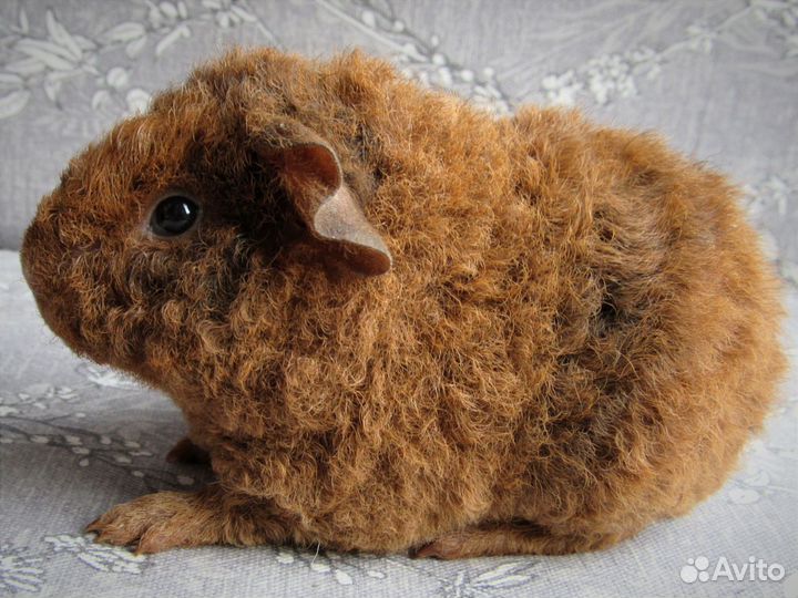 Морская свинка американский тедди