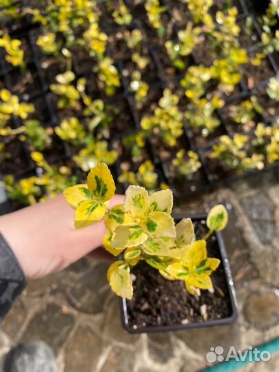 Бересклет форчуна голд 3х летка