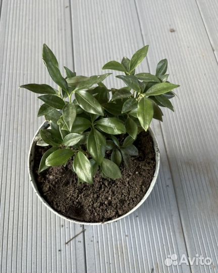 Саркококка