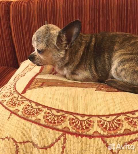 Миниатюрная собачка ищет дом