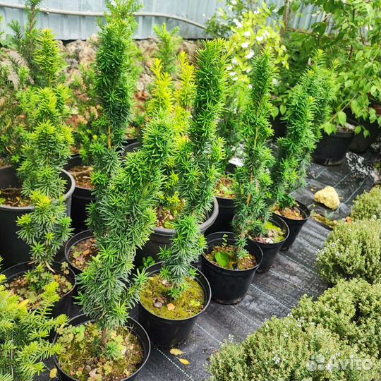 Тис Ягодный Робуста колоновидный