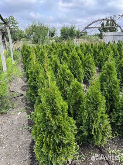 Туя смарагд