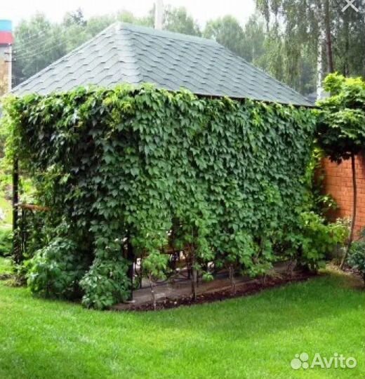 Девичий виноград