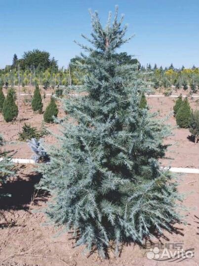 Кедры, Секвоядендрон, Лиственница и др