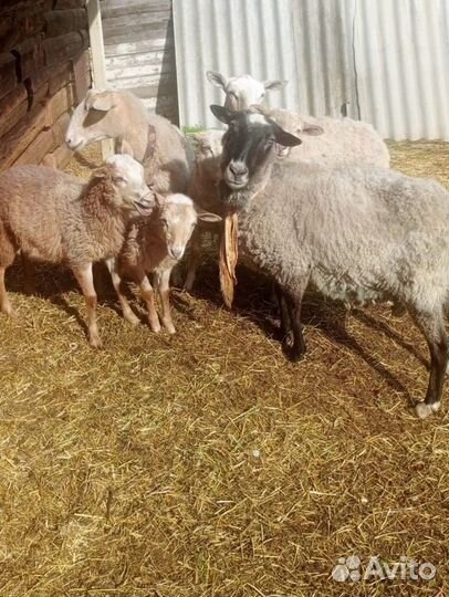 Продажа овец