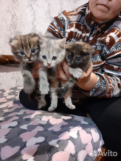Отдам котят от вислоухого кошки в хорошие руки