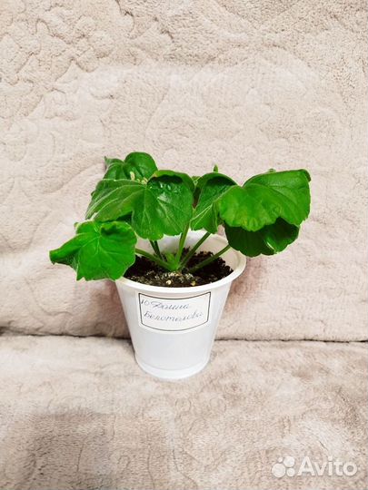 Пеларгонии сортовые