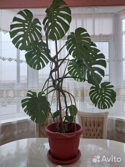 Комнатные растения