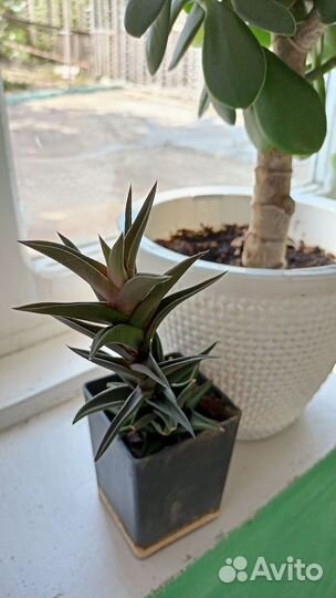 Герань пеларгония