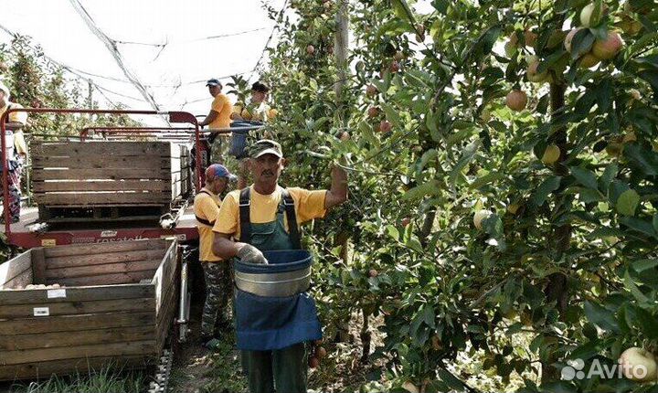 Работа Сборщиком яблок с проживанием