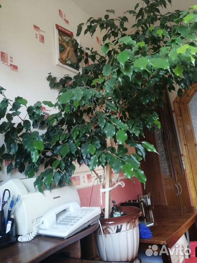 Фикус бенджамина большой