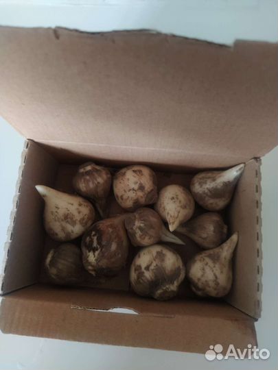 Афлатунский лук 11шт (3-5см)