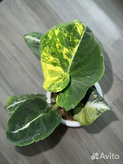 Сингониум- яичница