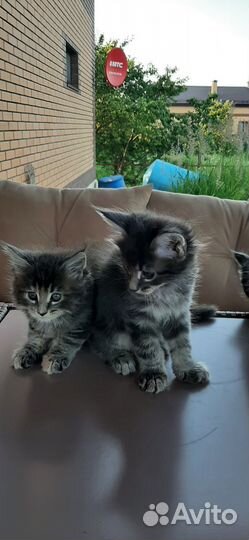 Котята мейн-кун