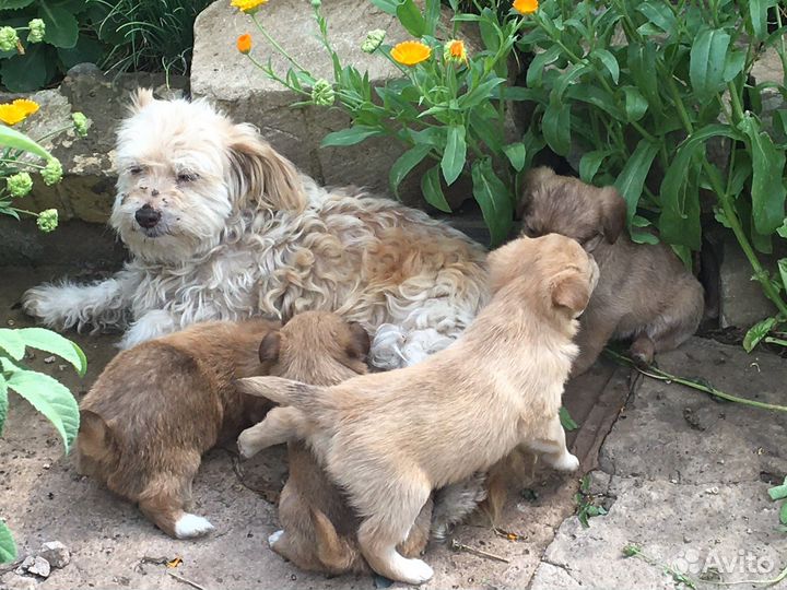 Йоркширский терьер
