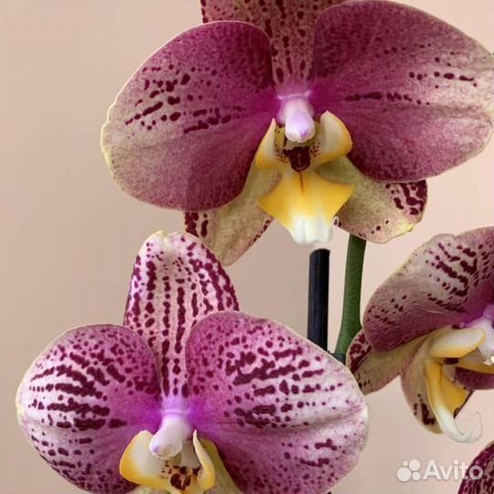 Орхидея Пиниф 2 цветоноса